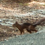 Ginger Squirrel!