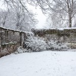 snow-8